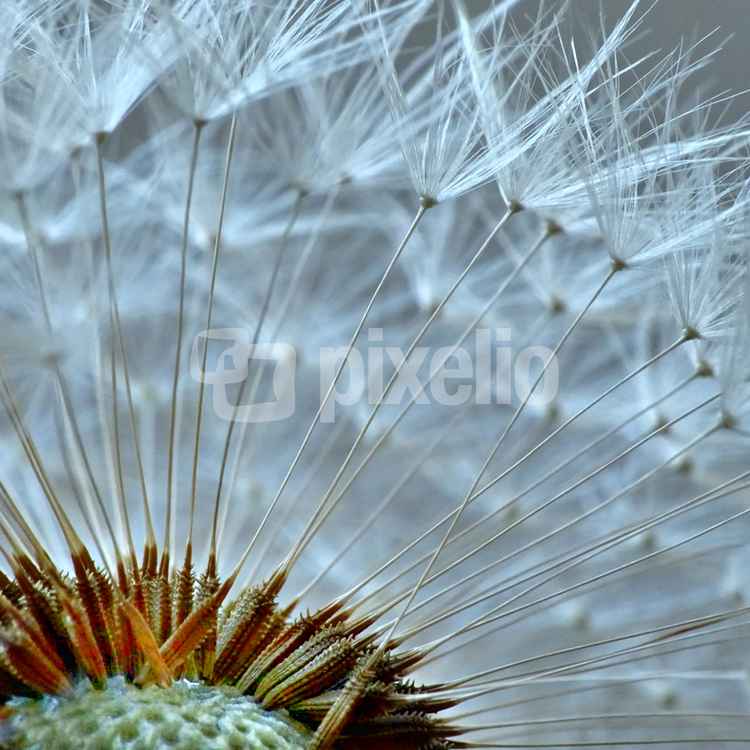 Ein 'Stück' von der Pusteblume