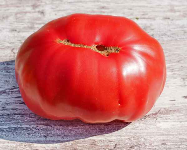 alte sorte "marmande" 2