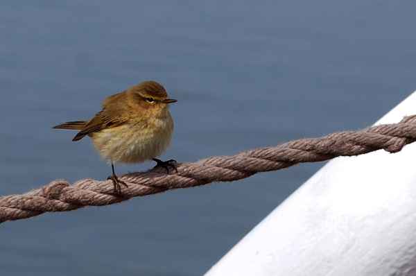 Kleiner Vogel