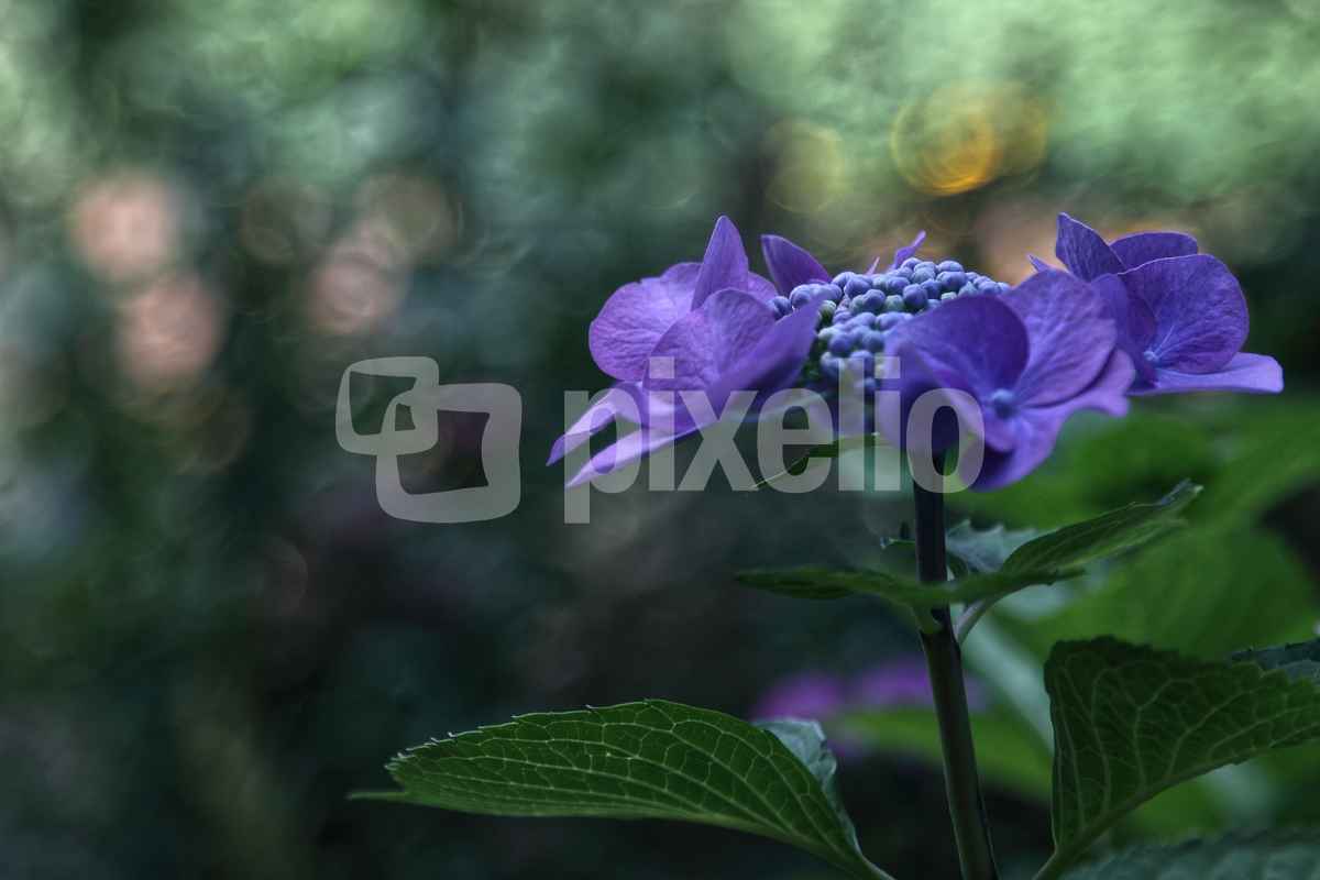 blaue Hortensie