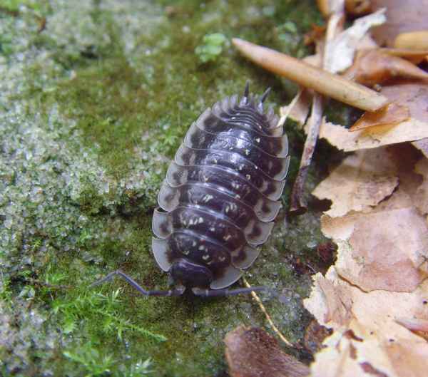 Saftkugler (Glomeris marginata)