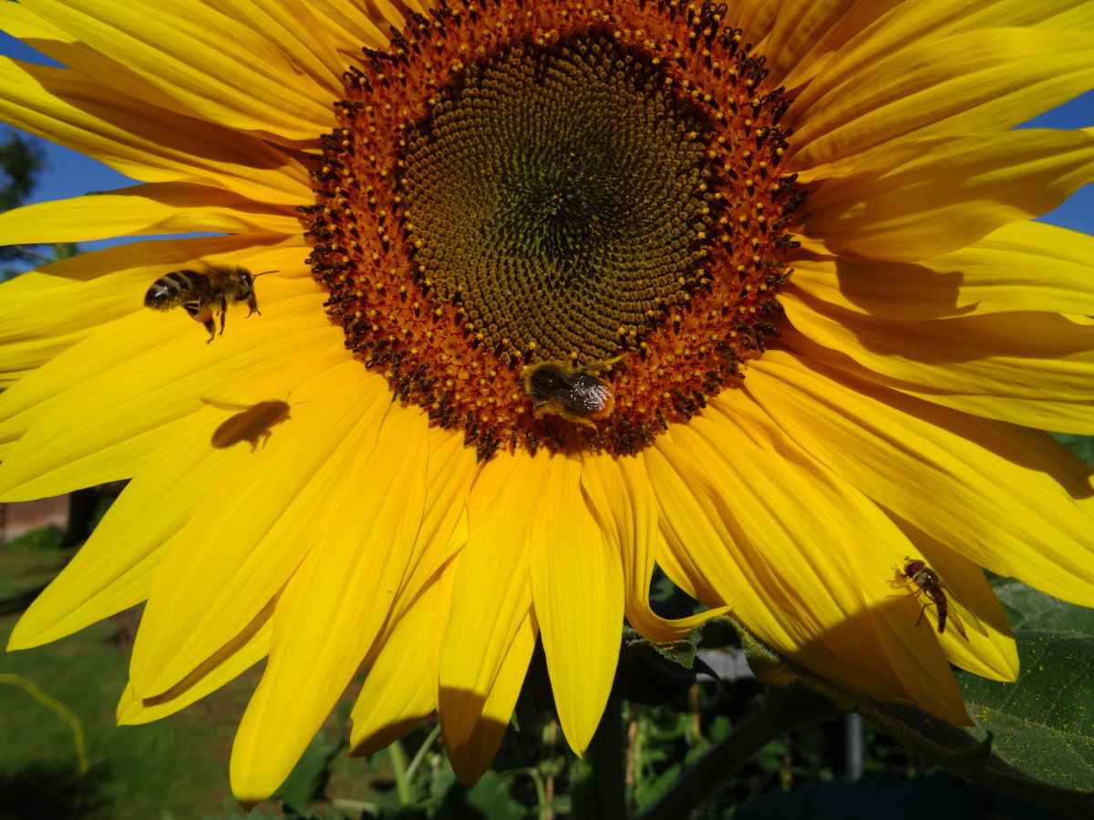 Biene auf Sonnenblume