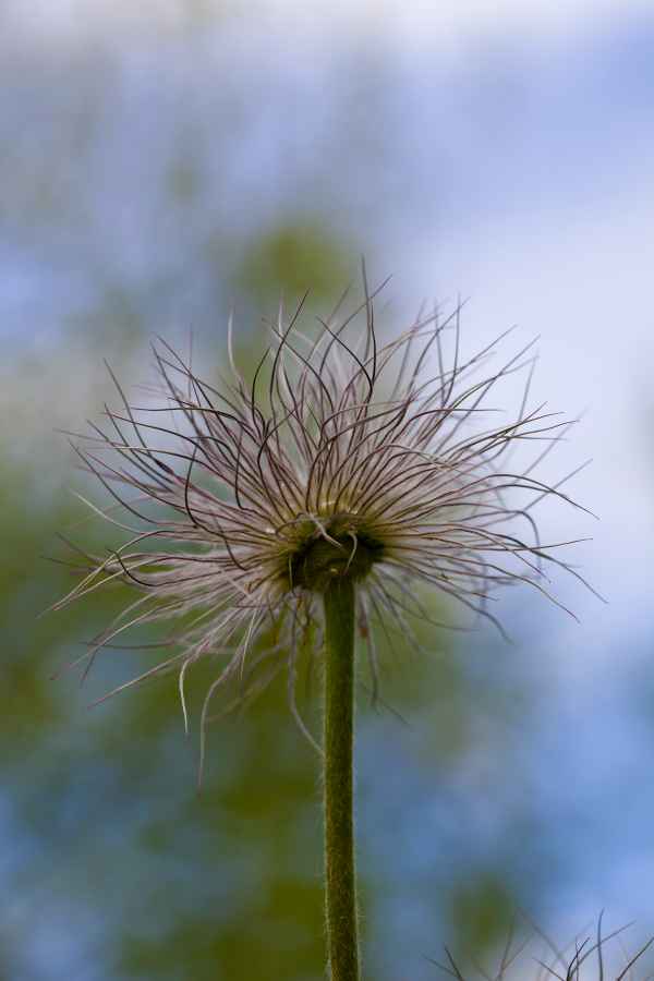 Die etwas andere Pusteblume