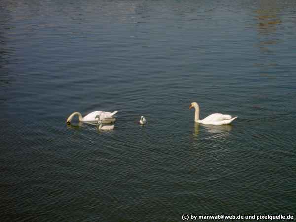 Family Schwan