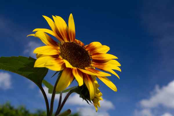Sommer, Sonne, Sonnenblume