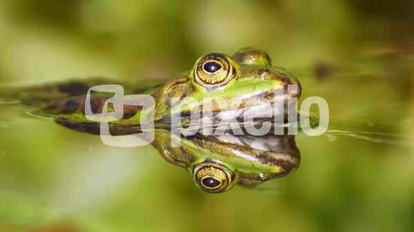 Teichfrosch