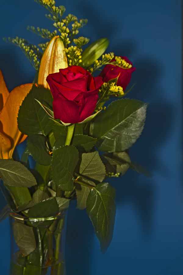 rote rose