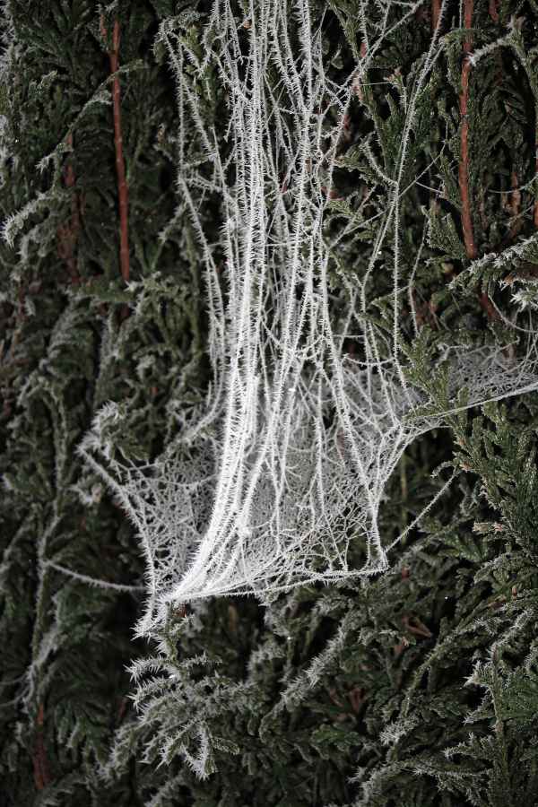 Frost 1