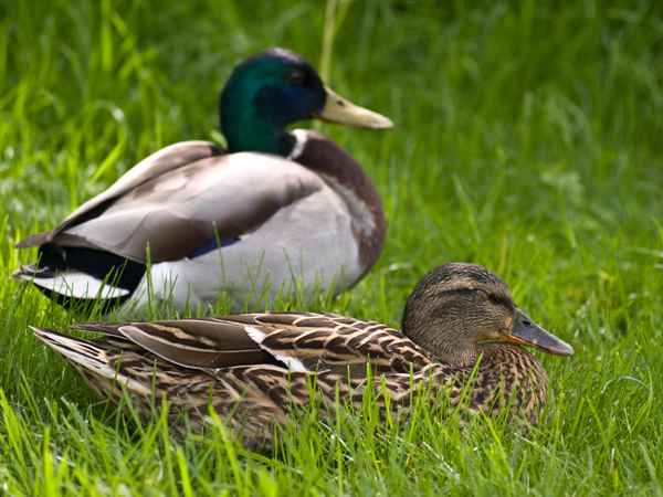 schläfchen im grünen