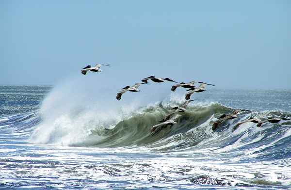 Pelikane Nicaragua 1