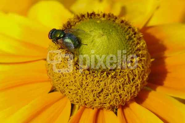 Goldfliege besucht Sonnenbraut