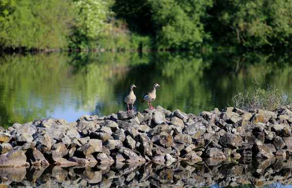 Nilgänse