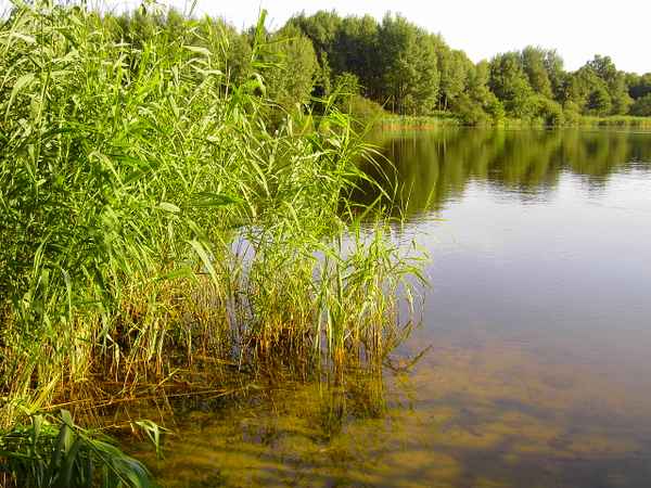 Schilf am See