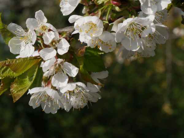 Kirschblüten