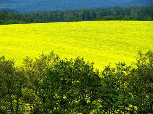 Raps-gelb beherrscht das Land