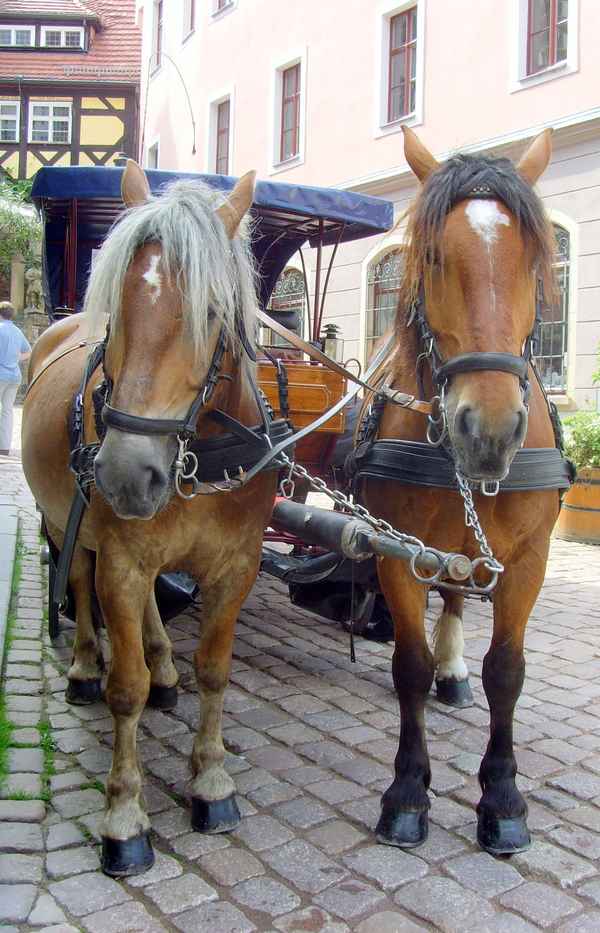 Gepflegte Kutschpferde in Meißen