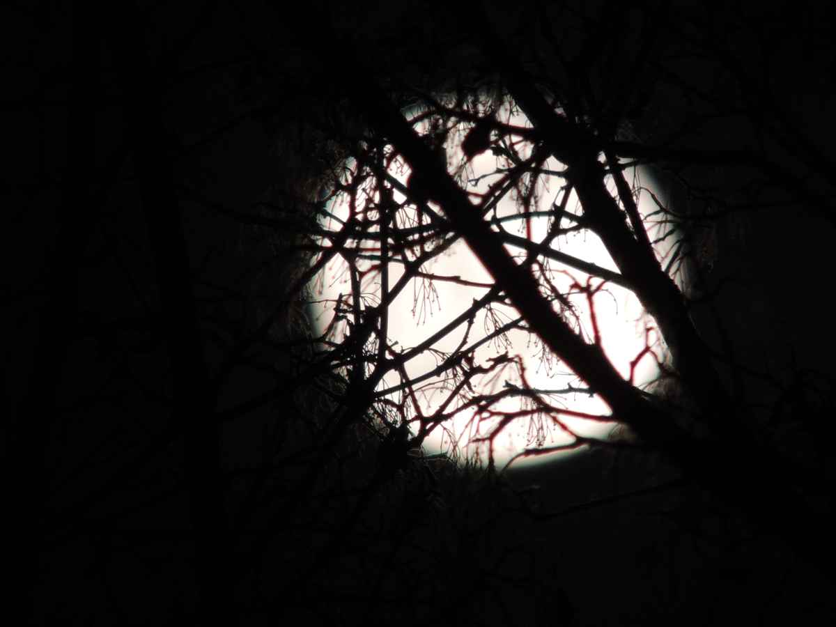 Vollmond in Baumwipfeln
