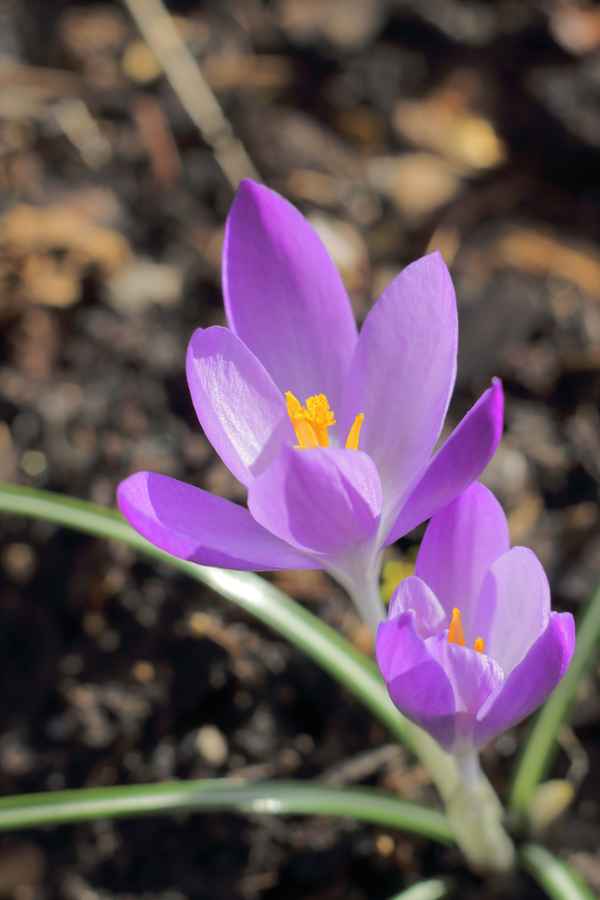 Lila Krokus