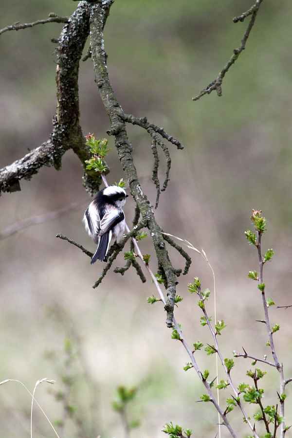 Schwanzmeise  Anno 2012