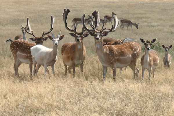 Damwild in der Natur