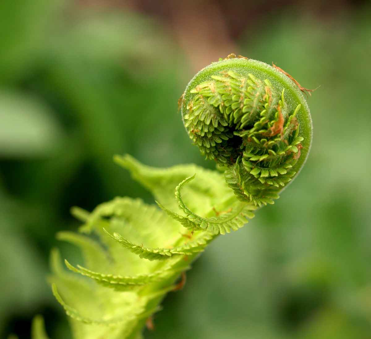 Kleines Wunder der Natur