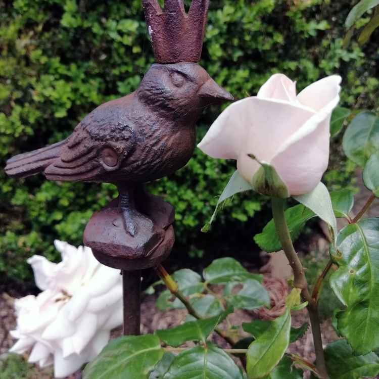 Zaunkönig herzt Rose