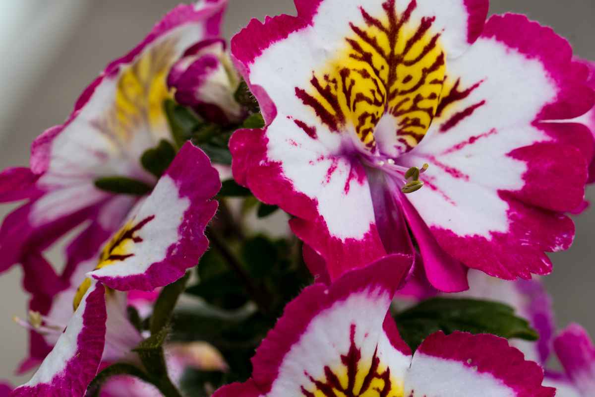 Inkalilien in Blüte