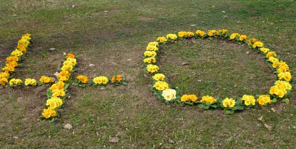 Blumenzahl