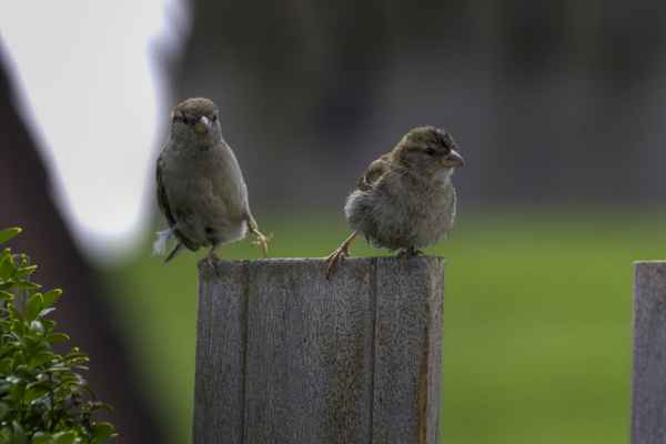 Vater Spatz (II)