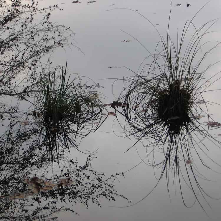 Spinnengras im Weiher