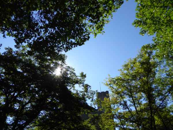 Baumkronen mit Burg
