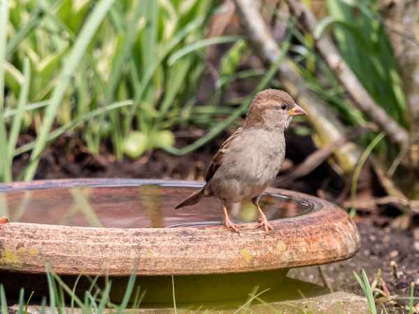 Wo bleibt der Schwimmlehrer