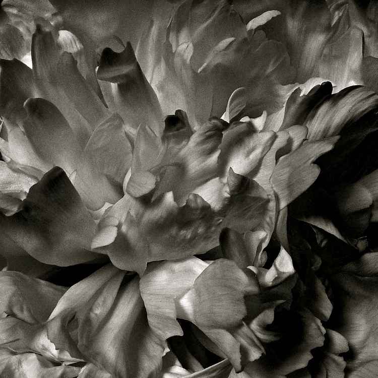 Blüte im analogen look