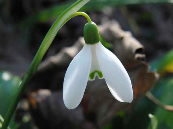 Frühlingsgruß vom Schneeglöckerl