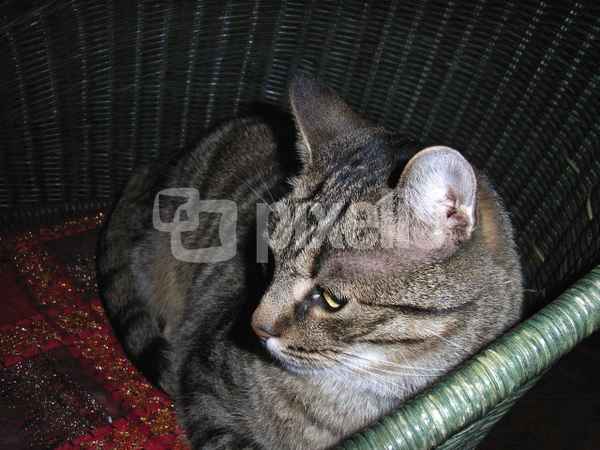 Unser Pascha