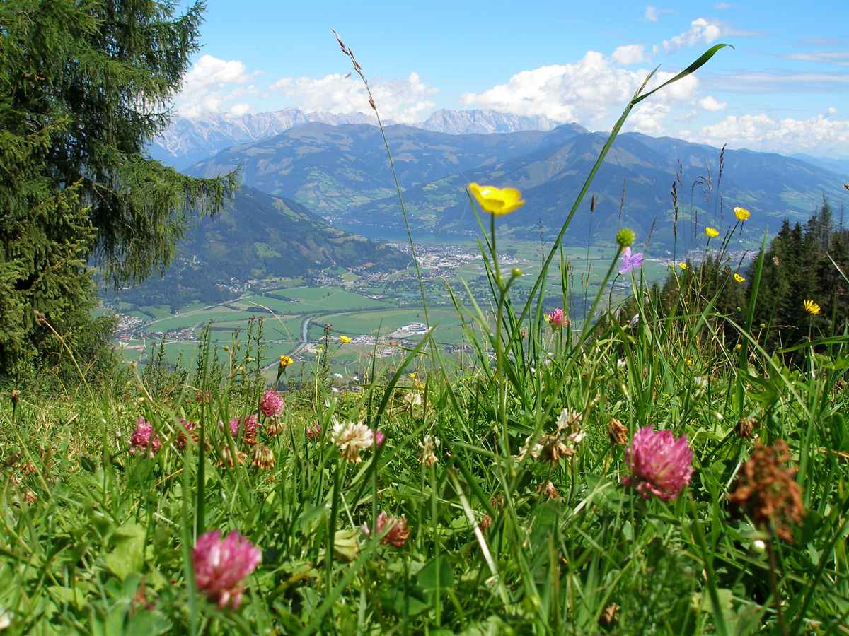 Bergwiese mit Blick auf Zell am See