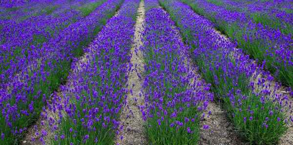 Lavendel-Perspektive