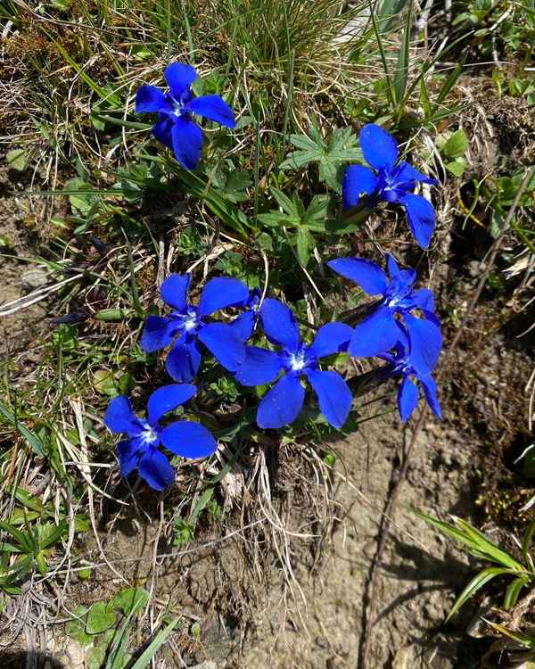 Blauer Enzian / Foto: Alexander Hauk