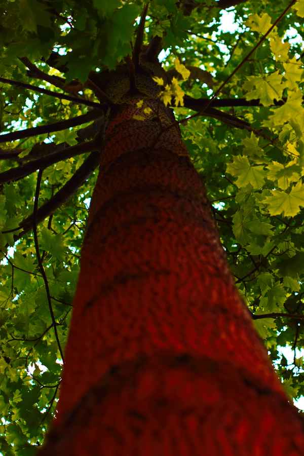 Baum mit roter Rinde