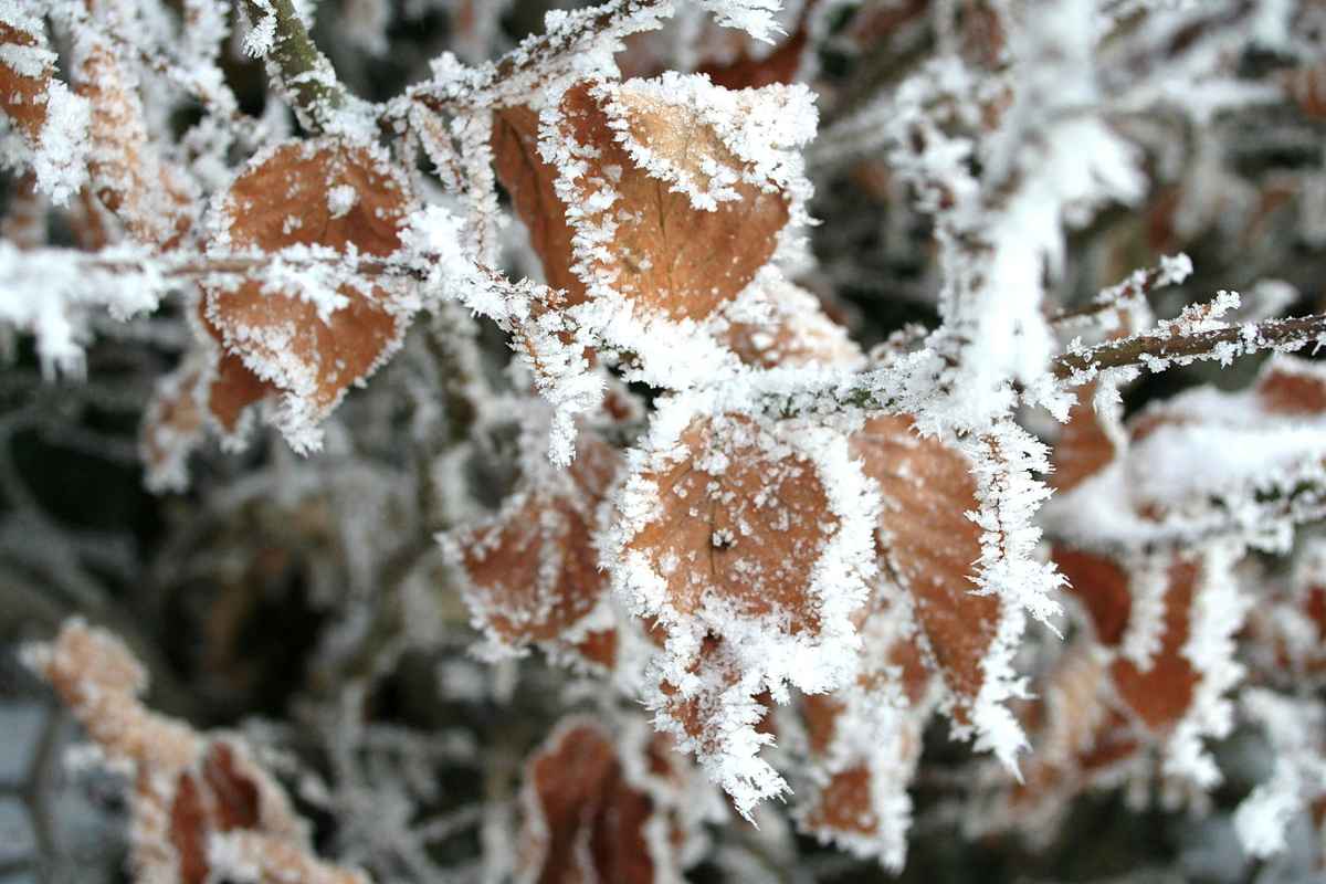 sogar vertrocknete Blätter werden wieder schön