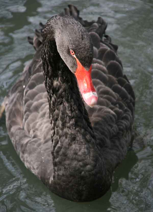 Der Trauerschwan ...