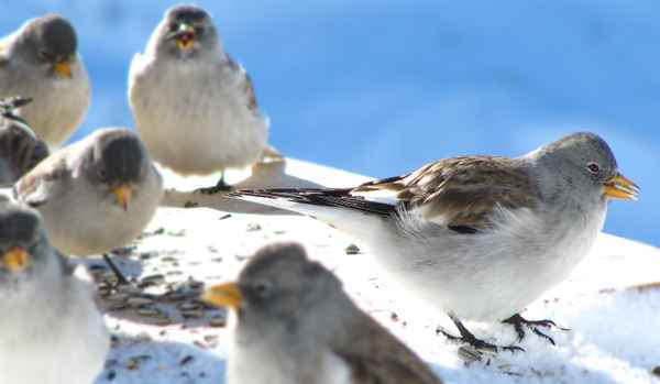 Futterstelle im Winter