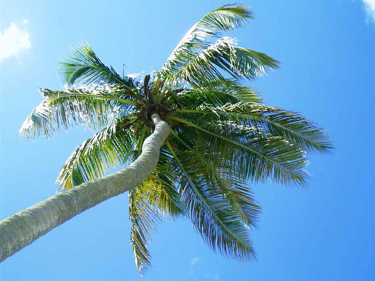 Palme von unten...