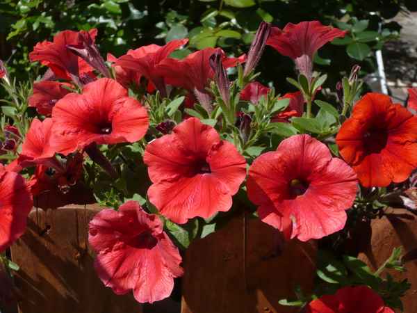 Schöne  Blumen