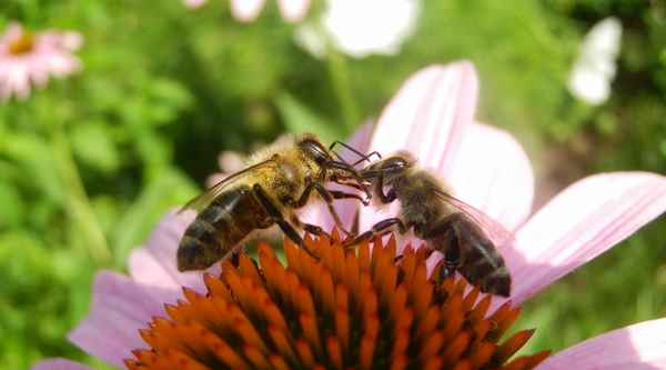 Bienensprache III