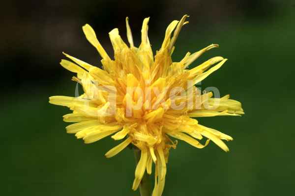 Blüten 258