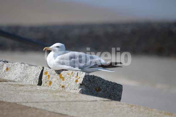 Norderney Möve sitzend