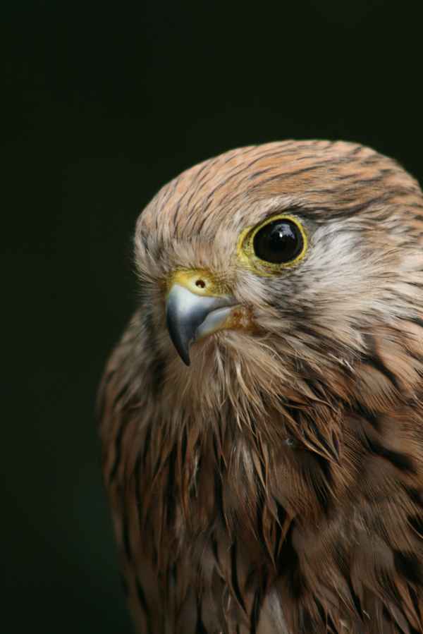 Turmfalke