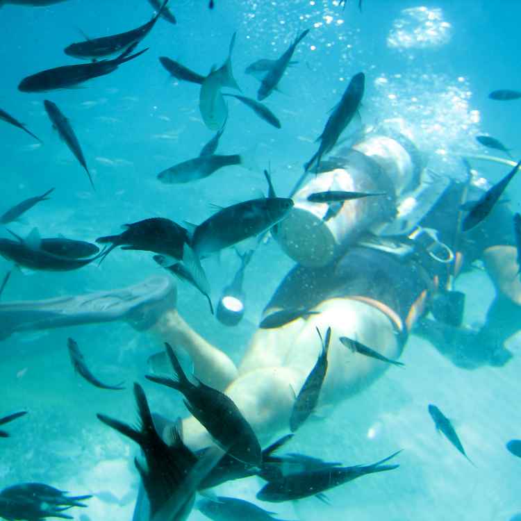 Fischi-Fischi-Fischi