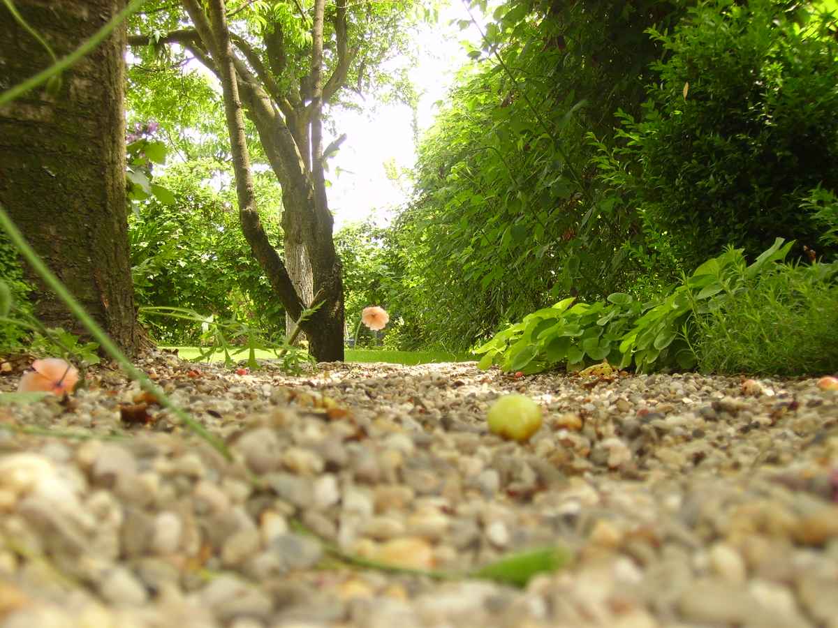 Kiesweg mit Blick auf Rasen